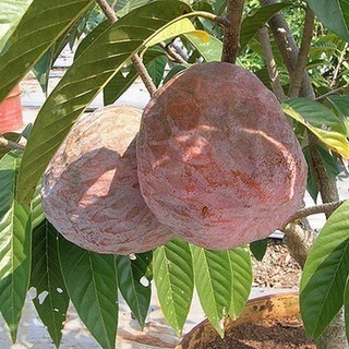 BIBIT SRIKAYA SAN PABLO TERLARIS