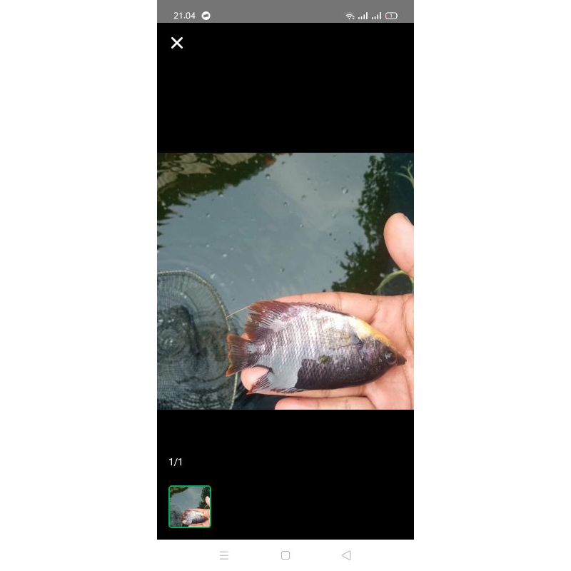 

bibit ikan gurame soang size korek kayu
