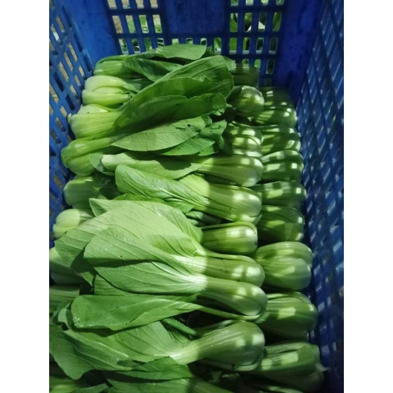 

Sayur Pakcoy500gr