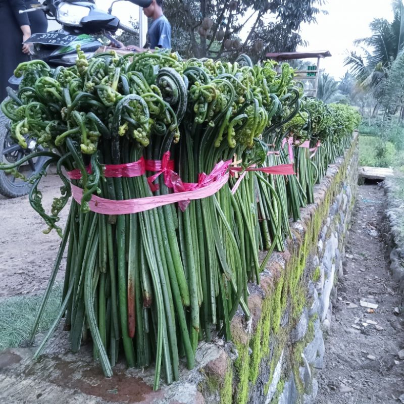 

sayuran pakis mlokok per ikat