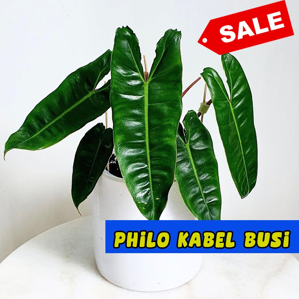 philodendron kabel busi original batang oren
