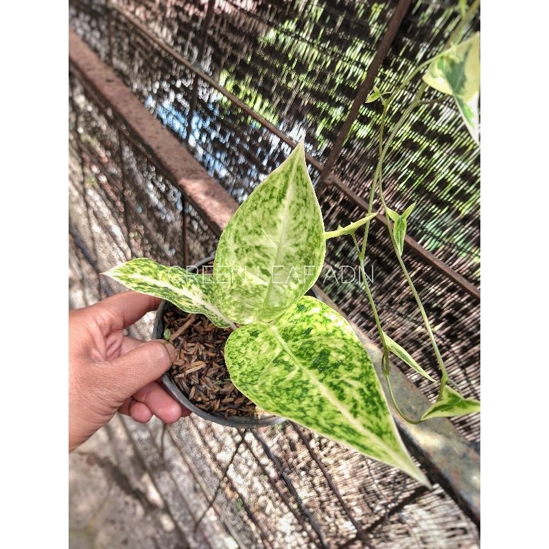 Tanaman Hias Aglonema White Bigroy Lulaiwan putih | daun 3-4