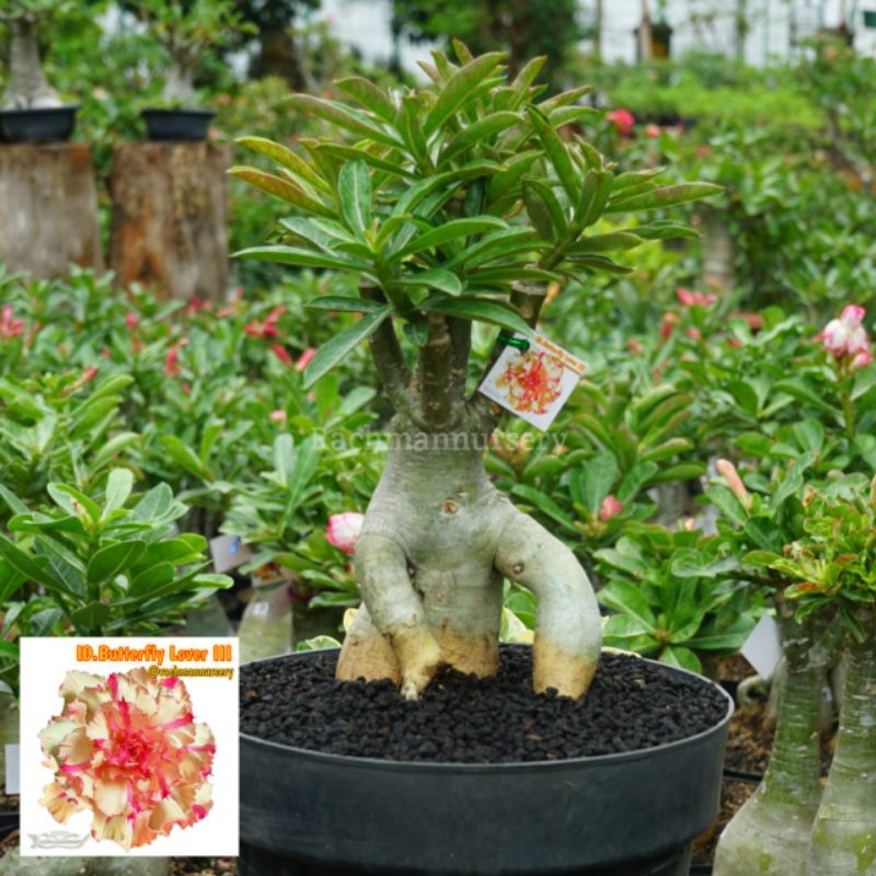 Adenium Bunga Tumpuk Size B+
