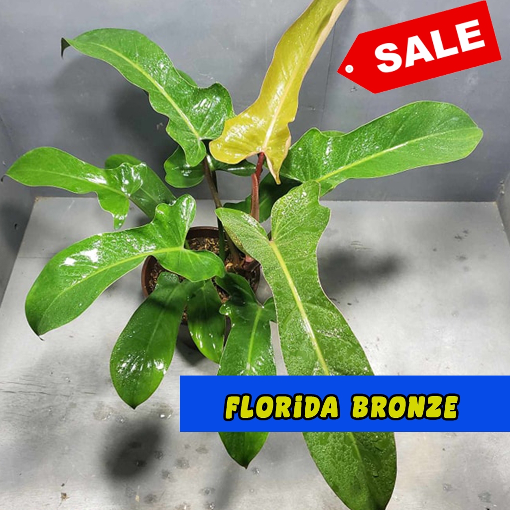 florida bronze philodendron florida bronze (black cardinal x Florida) tanaman hias indoor aroid