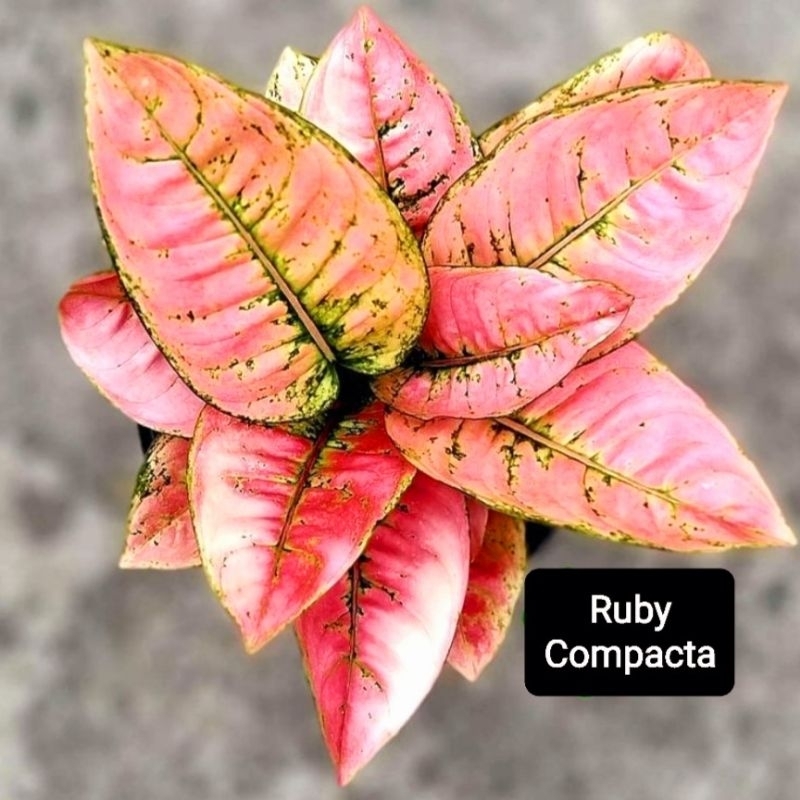 Aglonema Ruby Compacta Mutasi Roset Super/ Aglaonema Ruby Compacta Super Tanaman Hias Bunga Aglaonem
