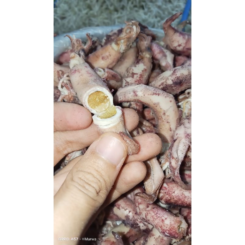 

ikan asin cumi kering ikan asin cumi open ikan asin cumi telur Sebagin & ful tergantung stok harga murah kualitas terjamin