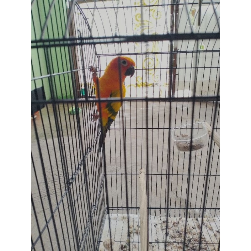 Burung Sun Conure