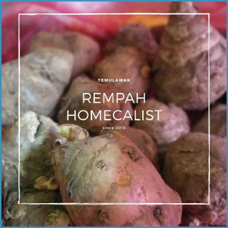 

P74954 Temulawak 1kg Temulawak Segar Curcuma zebk0