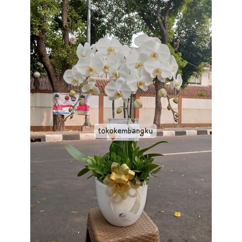 Anggrek Bulan Hidup Warna Putih