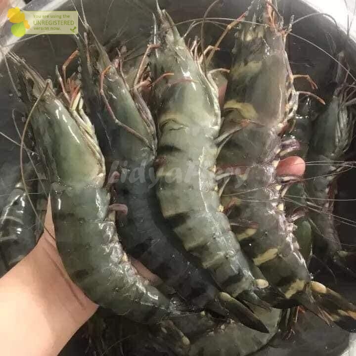 

Udang Pancet Udang Tiger Udang Windu Udang Segar 1Kg