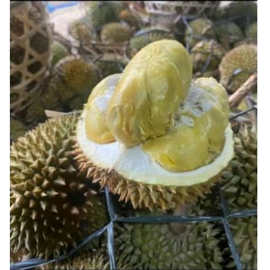 

DURIAN BALI BIG SUPER