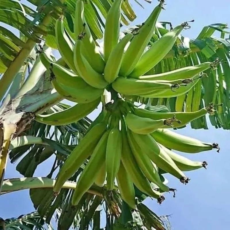 bibit pisang tanduk super