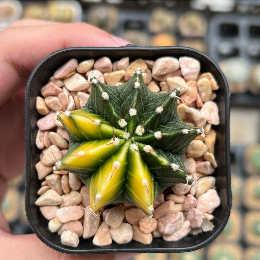 Kaktus Gymnocalycium LB Hybrid Varigata Seedling #3