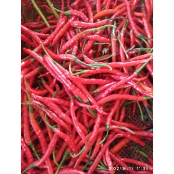 

37 Cabai / Cabe Kriting Merah per KG ☆Model Terkini