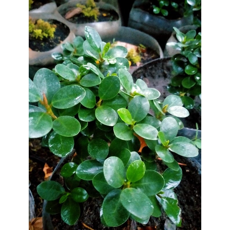 Dolar mangkok mikro ori