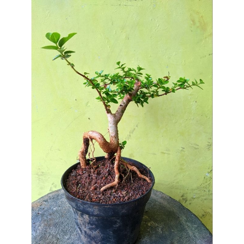 Tanaman Hias Bonsai Sancang