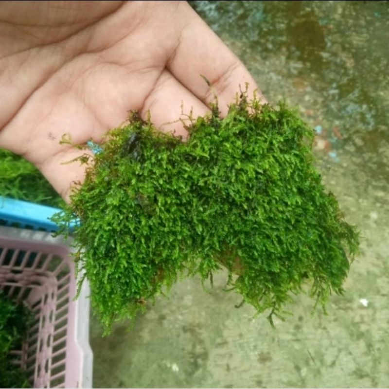Weeping Moss Clump | Hiasan Akuarium Aquascape Paludarium
