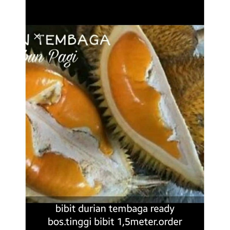 bibit durian super durian super  tembaga /durian tembaga bangka belitung beli 5 gratis 1