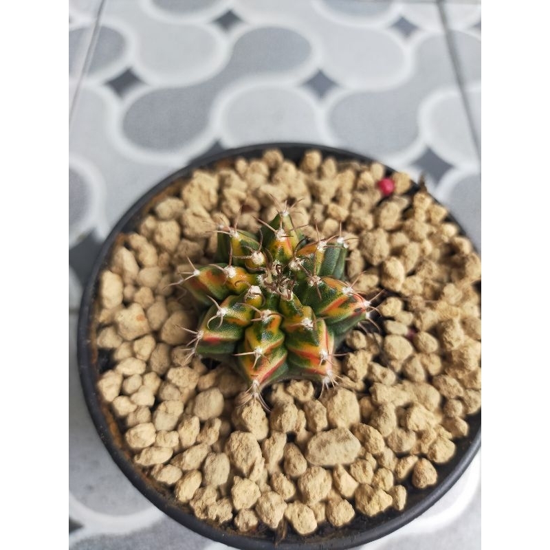 Kaktus Miha new hybrid