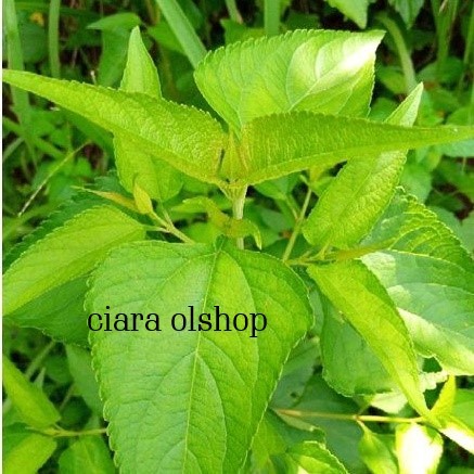 

Daun kirinyuh kopasanda segar paket 500 gram herbal alami