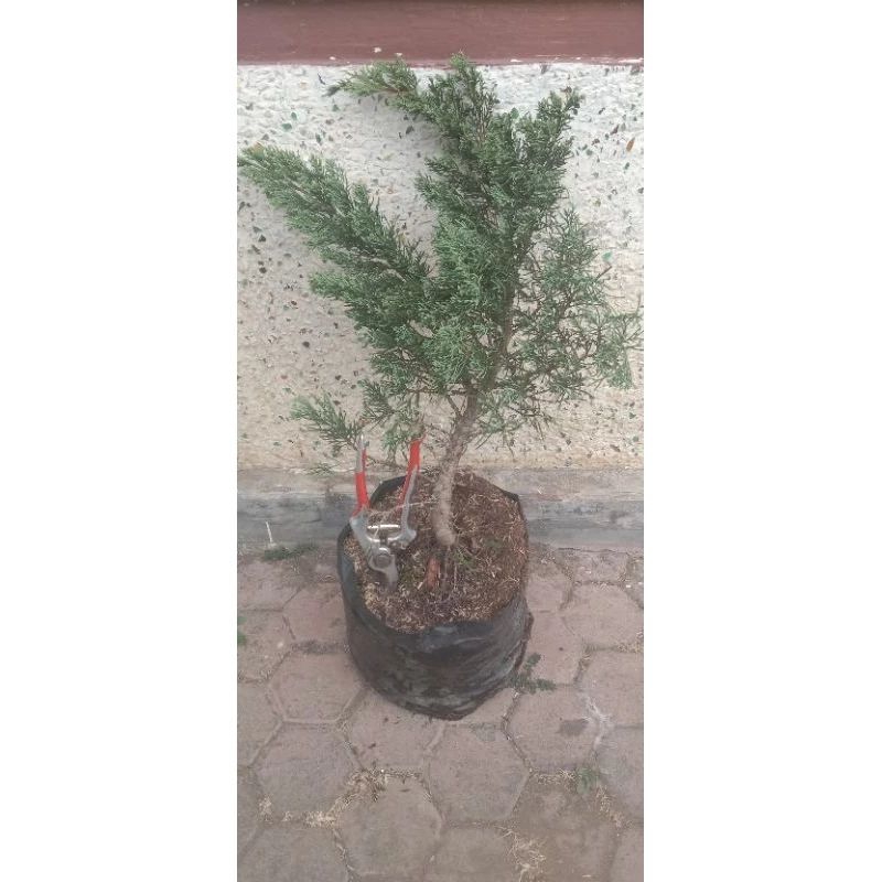 Bahan Bonsai Cemara Sinensis Biru. Batang Sebesar Spidol Permanen