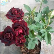 Mawar Holand | Merah Maroon | Bunga Jumbo | Cantik & Harum