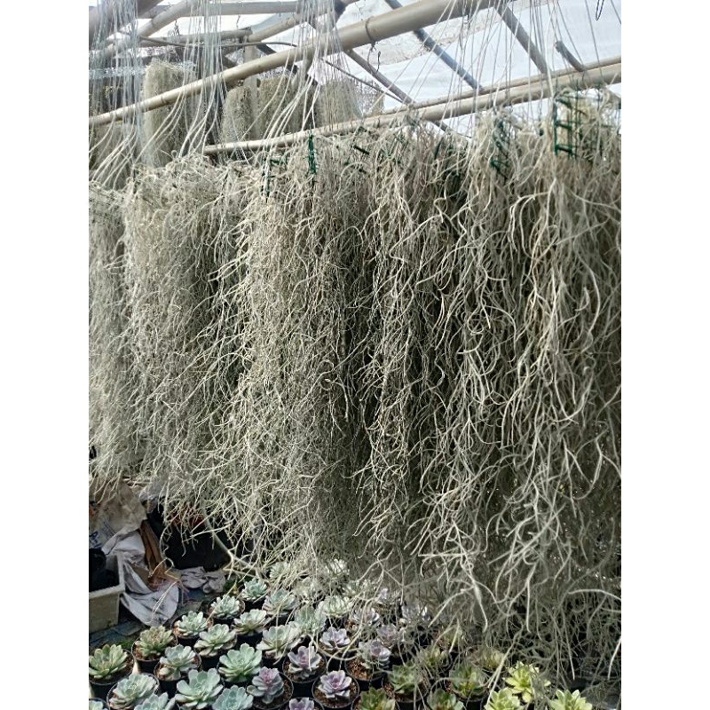 Tanaman hias janggut dewa / janggut musa