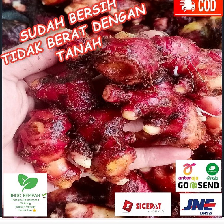 

[✰T68<] Jahe Merah / Red Ginger Size Super 1 Kg Sudah Bersih [106]