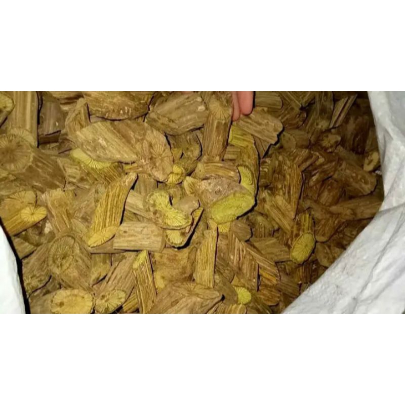 

HERBAL AKAR BAJAKAH KUNING UNTUK PENGOBATAN