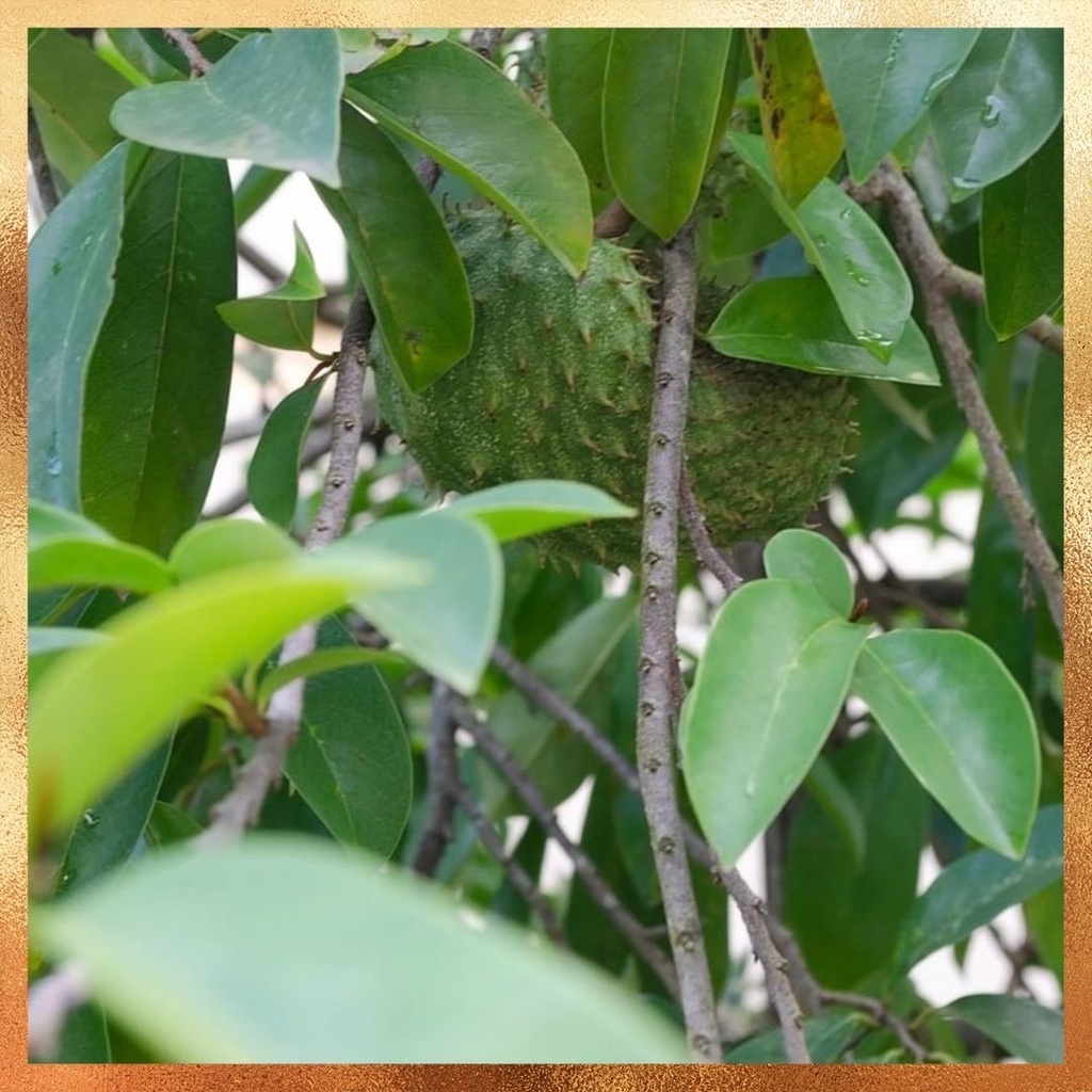 

TANAMAN HERBAL Daun sirsak tua segar organik herbal alami 50 lembar