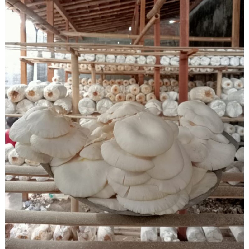 

Jamur Tiram Kemasan 500 Gram