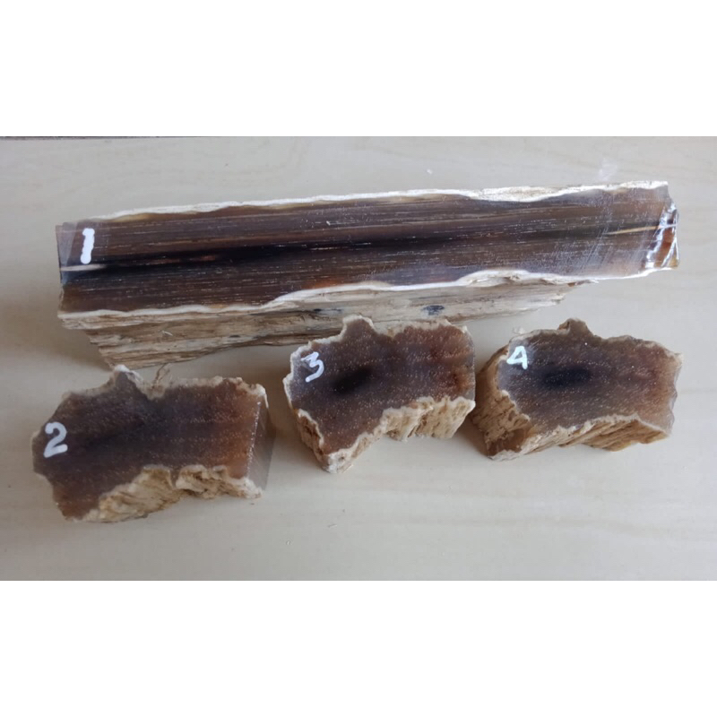 fosil kelor kristal coklat tembus natural