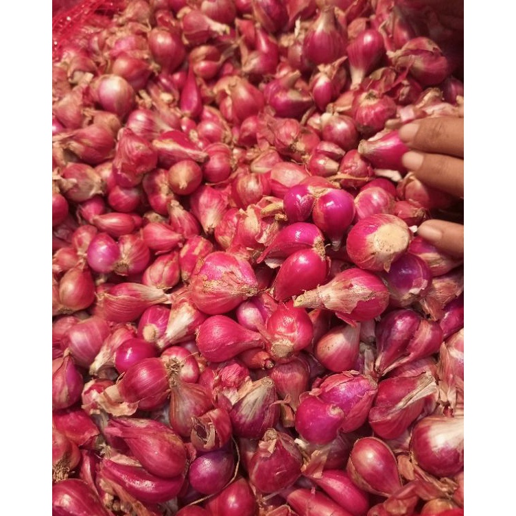 

Stock Banyak Bawang merah Brebes 500 gr