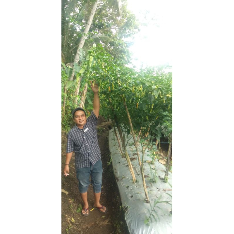 benih cabe  rawit asmoro