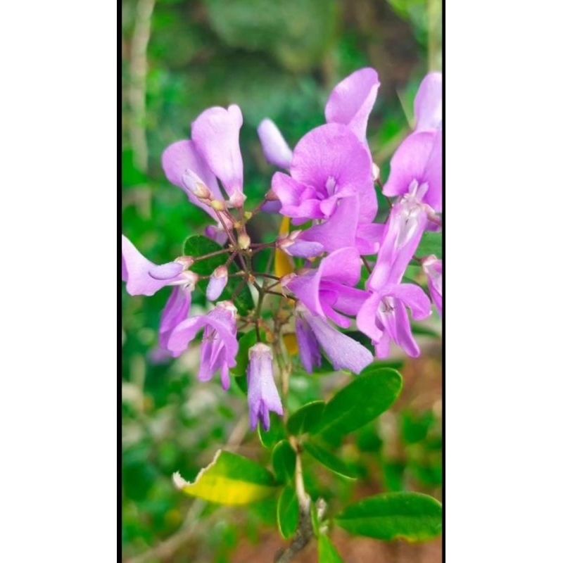 SAENG SIMBUR VIETNAM BUNGA UNGU