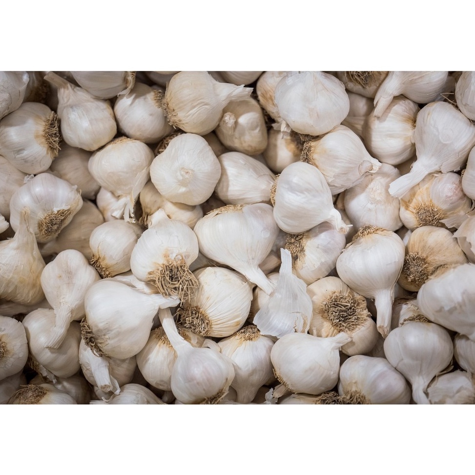 

TIPE IOG150 Bawang Putih Regular 500 gr