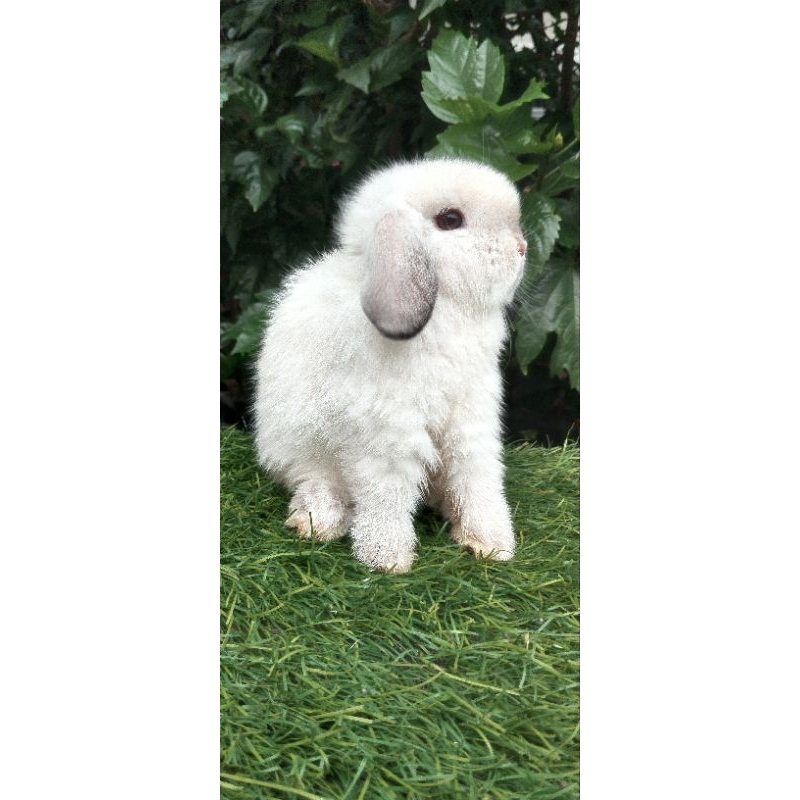 Kelinci holland lop Sable Point Jantan