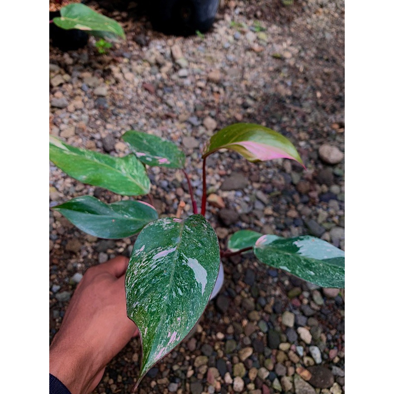 Aureaaroid-Philodendron pink princess galaxy