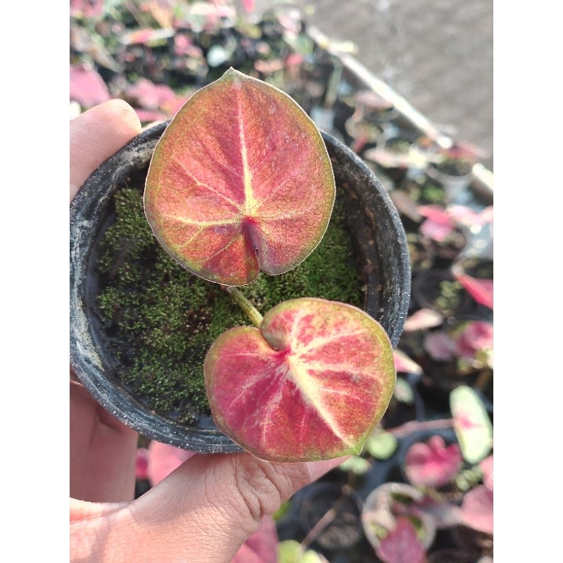 caladium ORI biji keladi