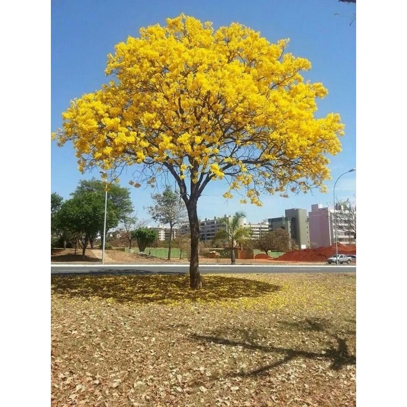 POHON TABEBUYA BIBIT TABEBUYA TINGGI 2 METER UP