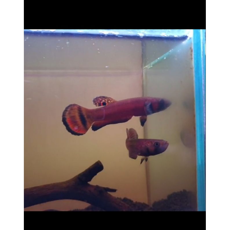 Wild betta MACROSTOMA 1 pasang