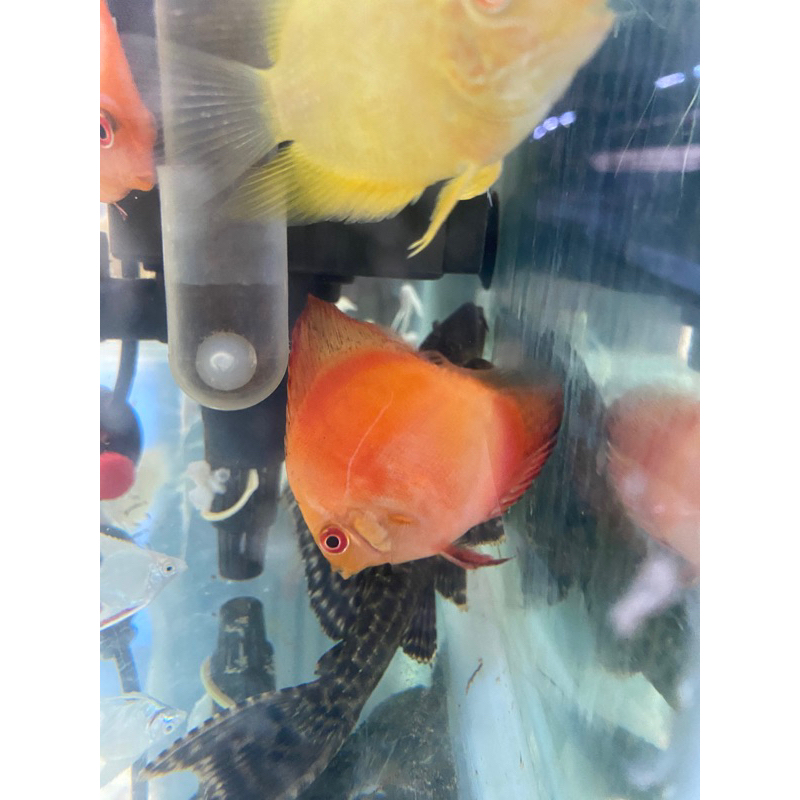 discus red valentine