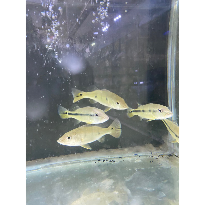 pbass