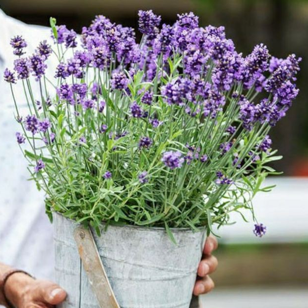 Tanaman Bunga Lavender Gold Creek ( Lavender Asli ) - Bibit Tanaman Hias Bunga Lavender
