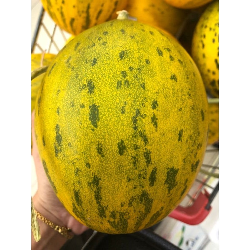 

Buah Melon Kingshow Hydroponic Sweet 1 Kg