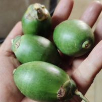 

PINANG MUDA / JAMBE MUDA