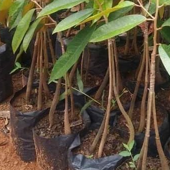 Grosir Bibit Durian Merah Kaki 3 Super Murah Dan Bagus