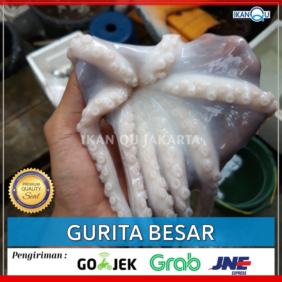 

BABY OCTOPUS 1Kg isi 1-2 Ekor/Gurita segar besar/Gurita fresh| Gurita besar