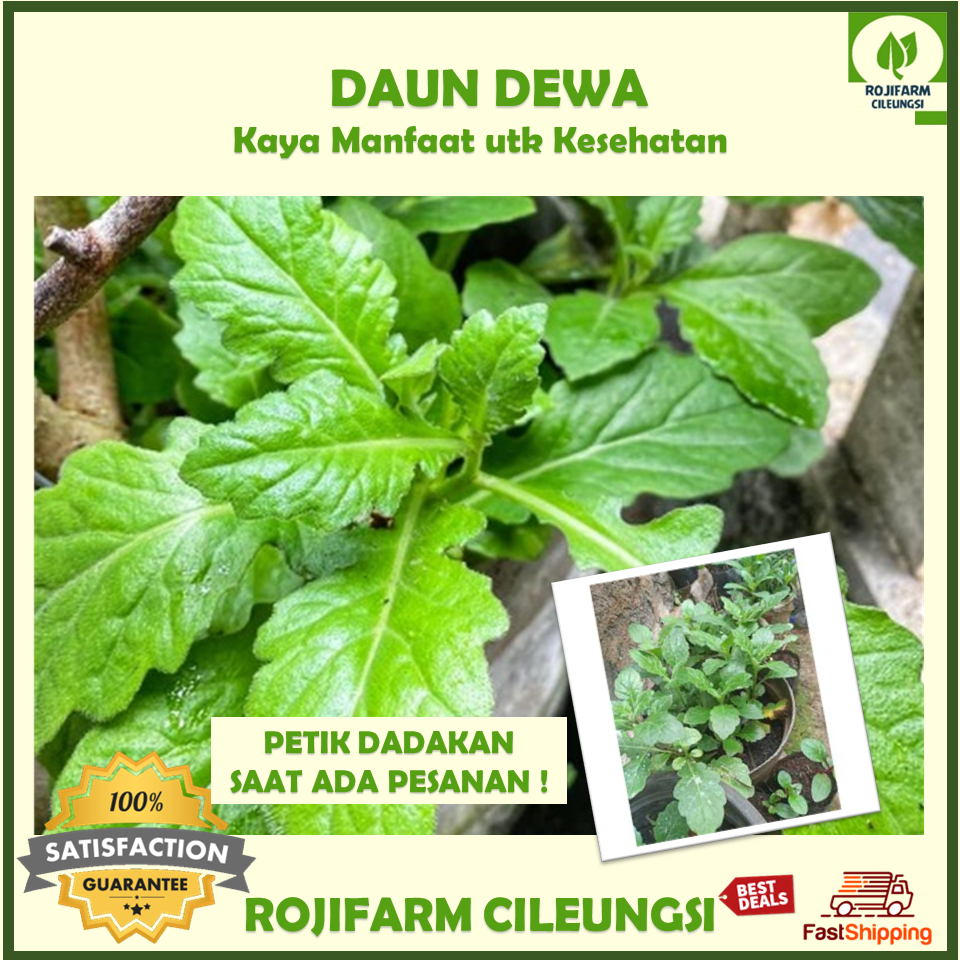 

Daun Dewa Segar 50gr