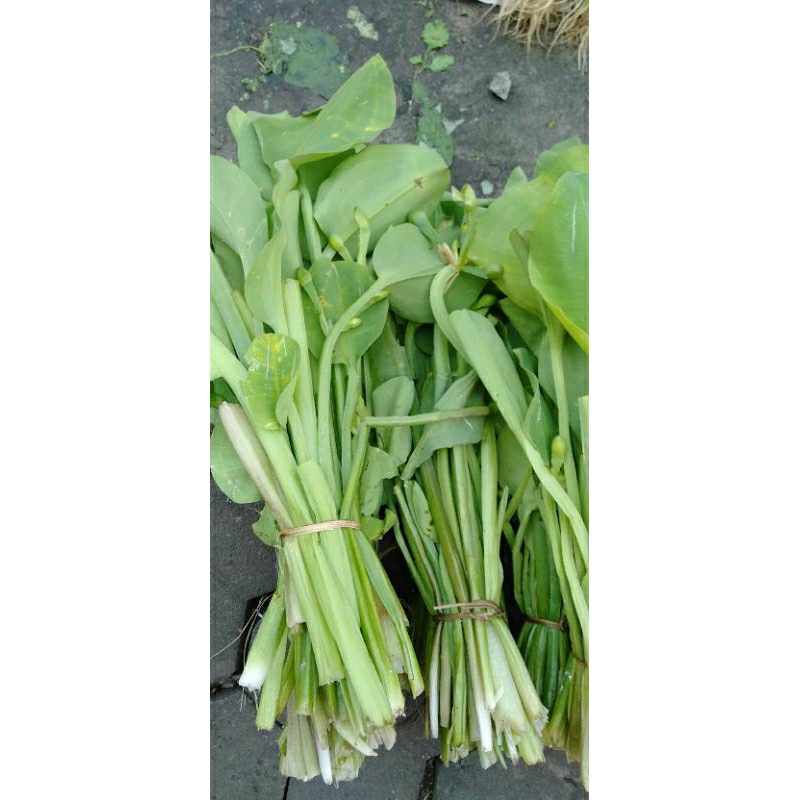 

SAYUR GENJER SEGAR perikat
